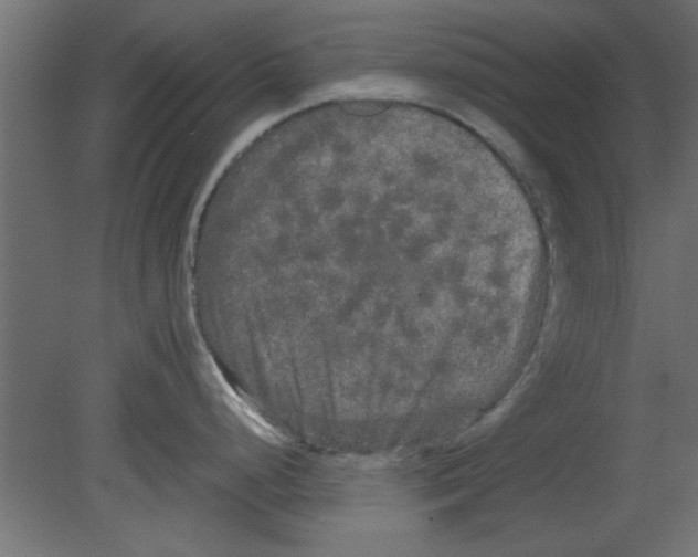 X0000080801248200701122206