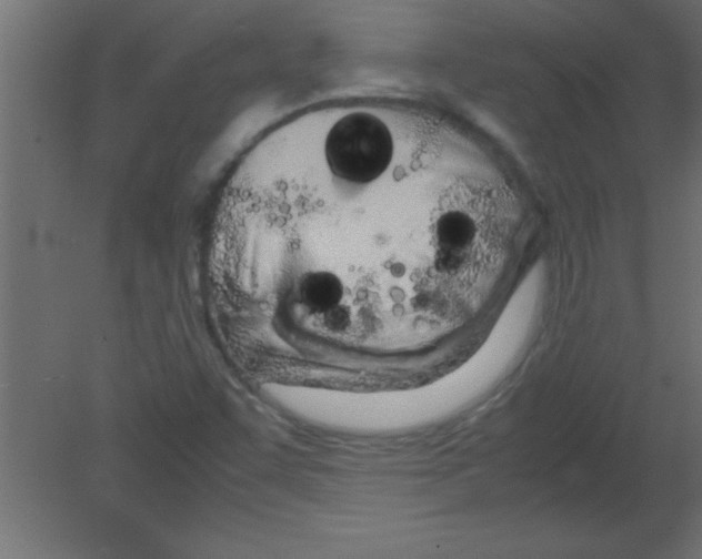 X0000080801455200701122202