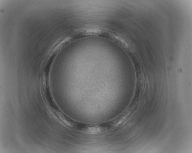 X0000080810744200612151528