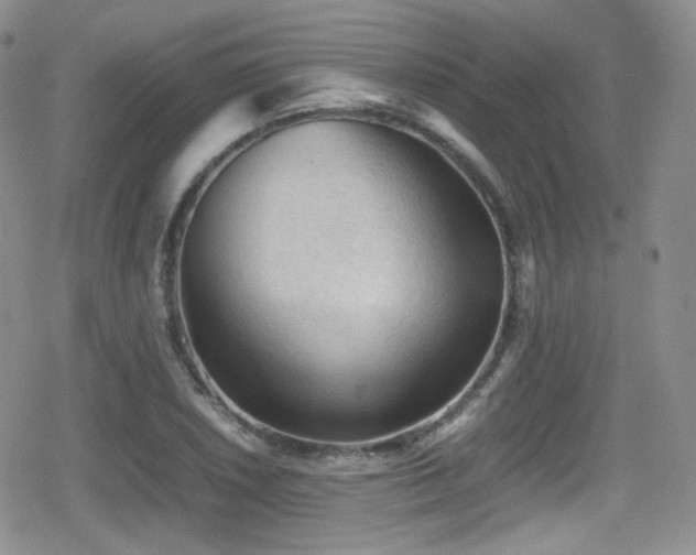 X0000080811026200612151523