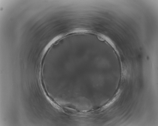 X0000080811245200612151520