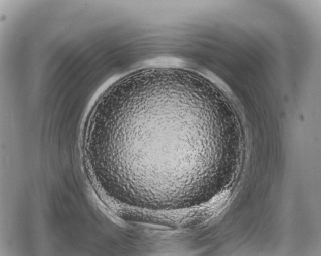 X0000080811248200612151520