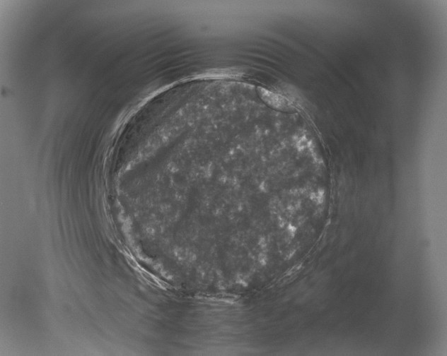 X0000080810337200701021321