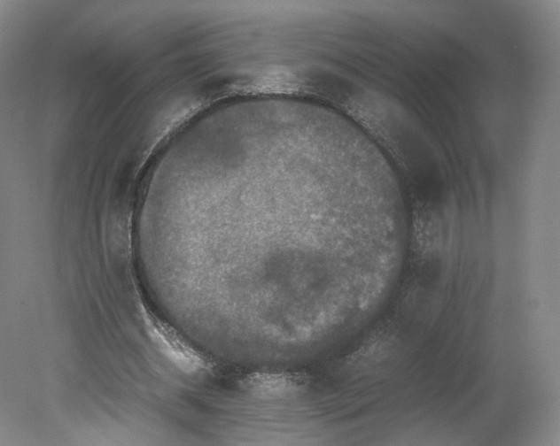 X0000080810534200701021318