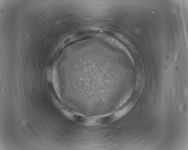 X0000080810096200701051201