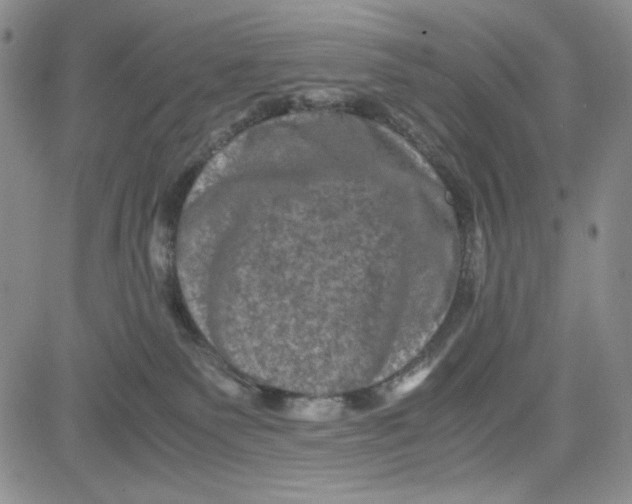 X0000080810135200701051159