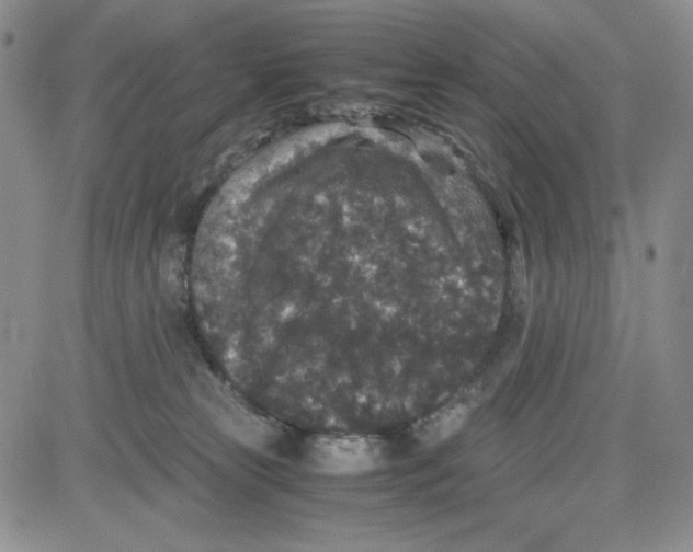 X0000080810181200701051159