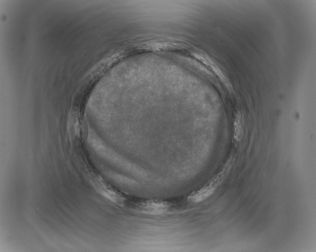 X0000080810313200701051156