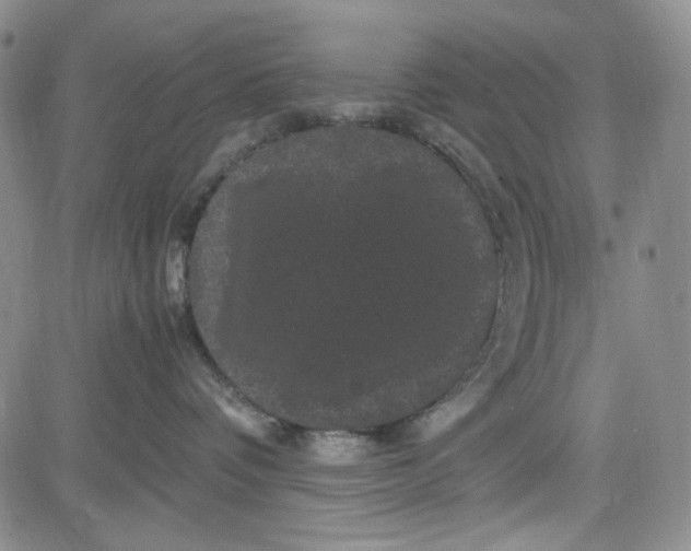 X0000080810336200701051156