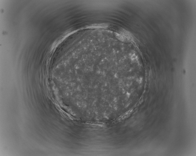 X0000080810337200701051155