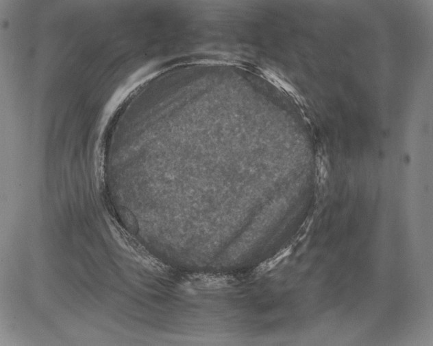 X0000080810343200701051155