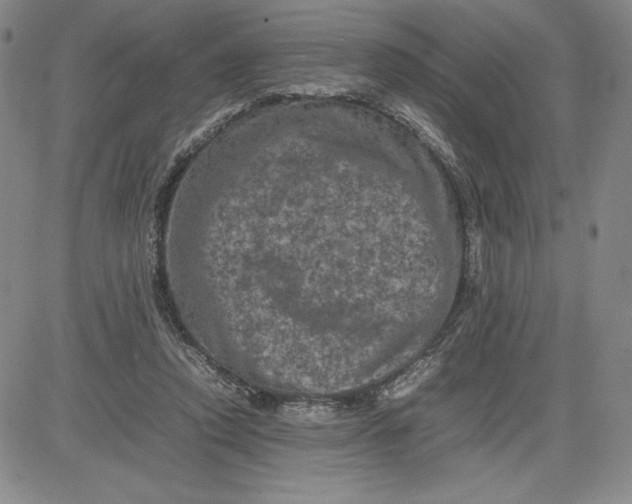 X0000080810354200701051156