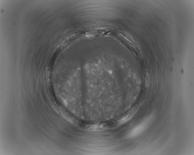 X0000080810366200701051156