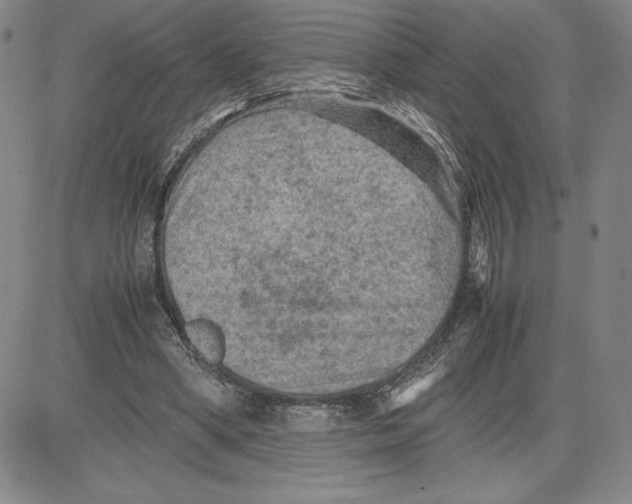 X0000080810394200701051155