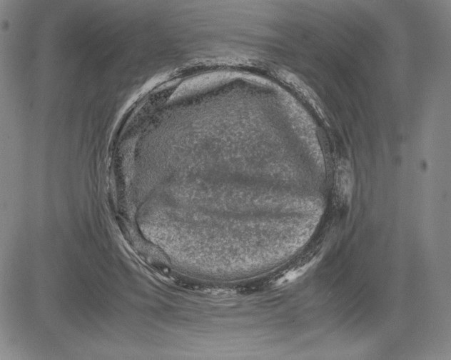 X0000080810395200701051155