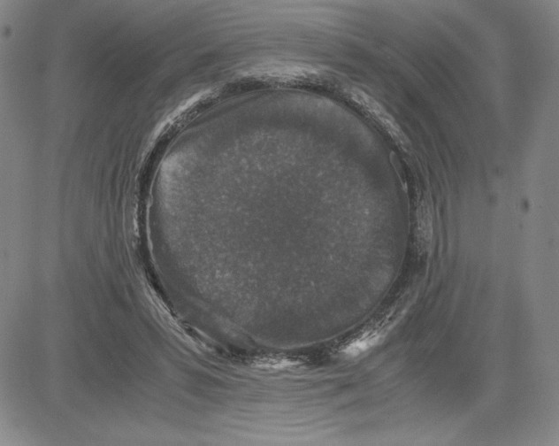 X0000080810399200701051155