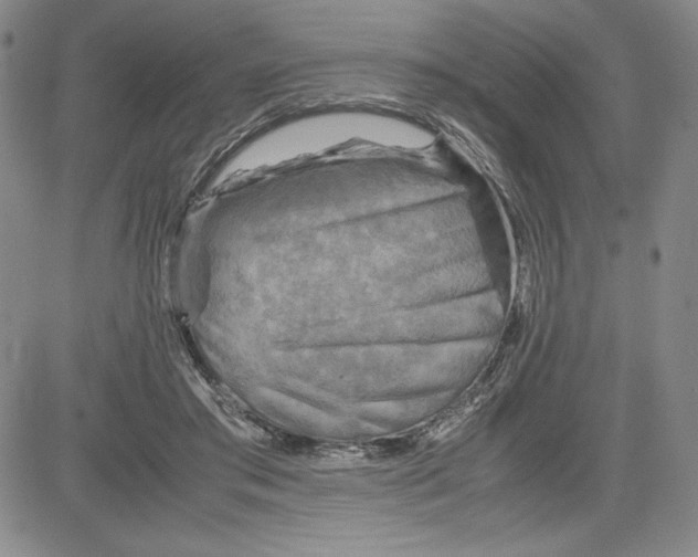 X0000080810405200701051155