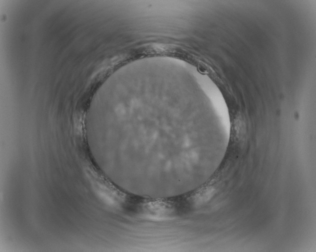 X0000080810423200701051155