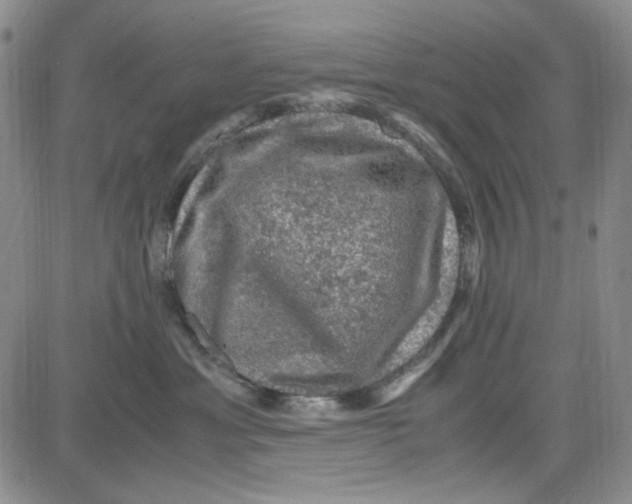 X0000080810429200701051155