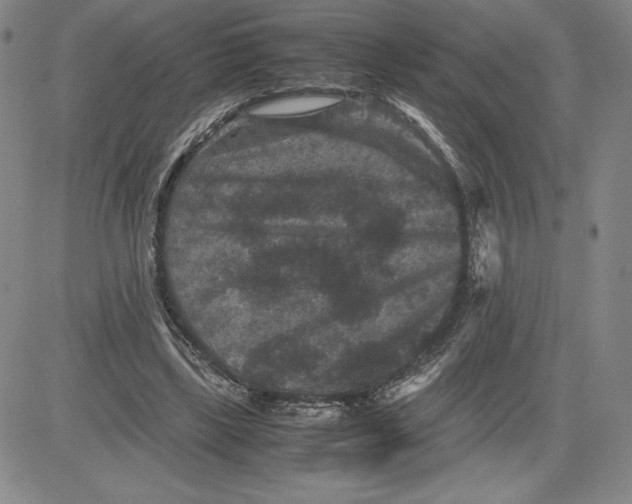 X0000080810443200701051154