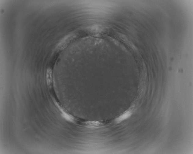 X0000080810528200701051153