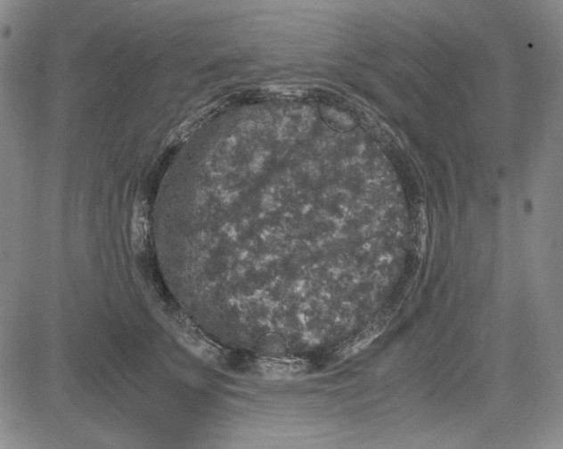 X0000080810707200701051150