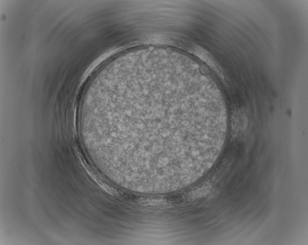 X0000080810886200701051147