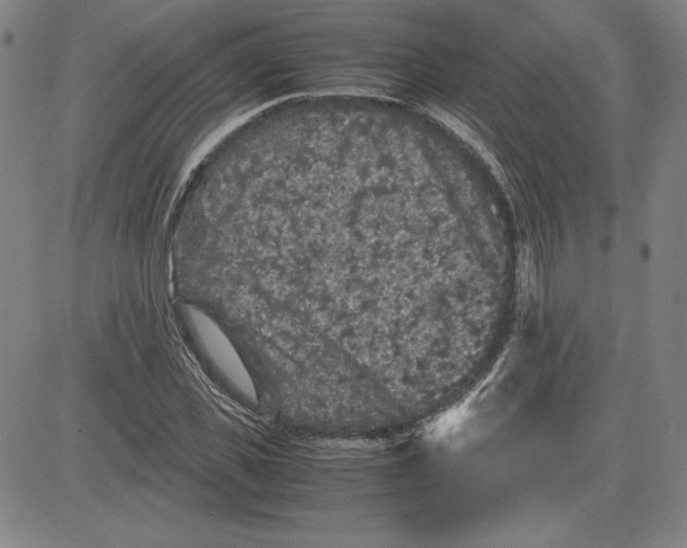 X0000080810925200701051146