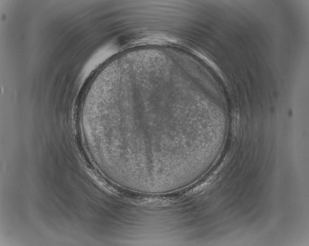 X0000080811026200701051145