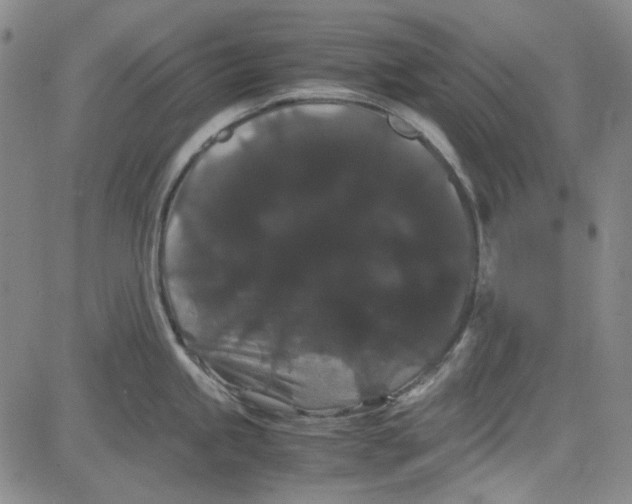 X0000080811245200701051142