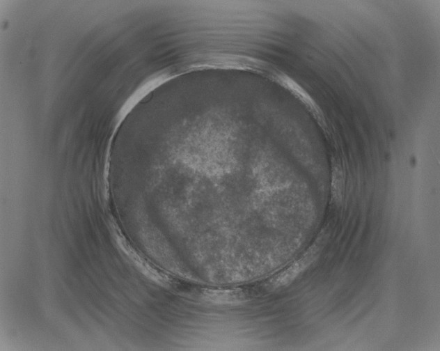 X0000080811378200701051139