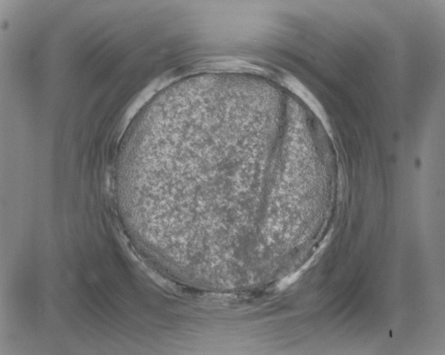 X0000080811481200701051138