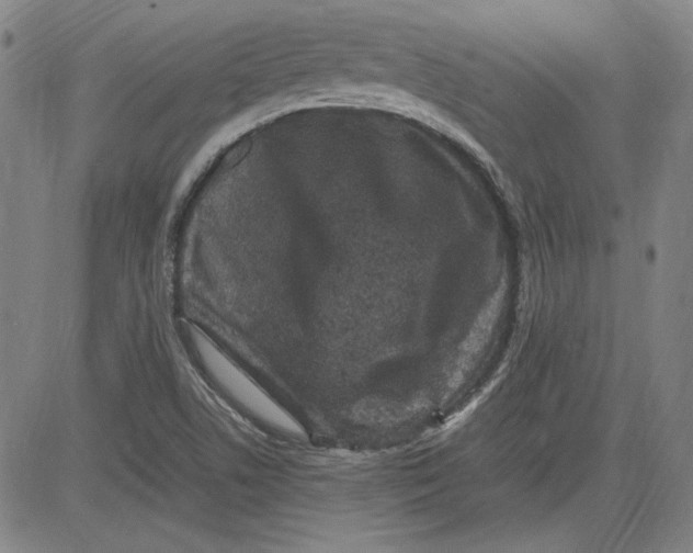 X0000080811506200701051137