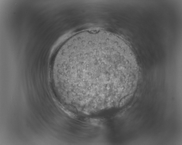 X0000080810149200701122250