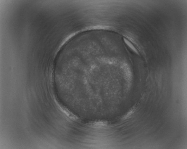 X0000080810156200701122250