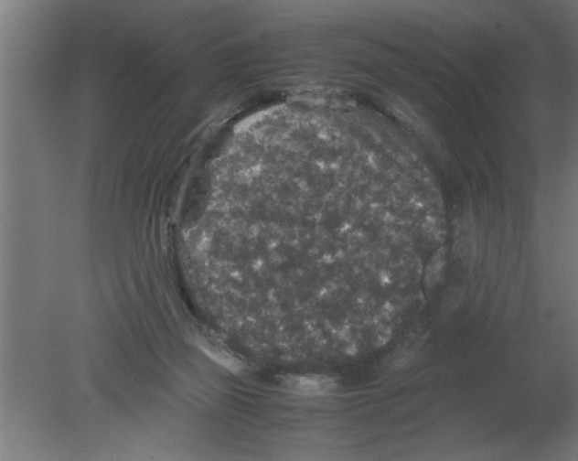 X0000080810165200701122250