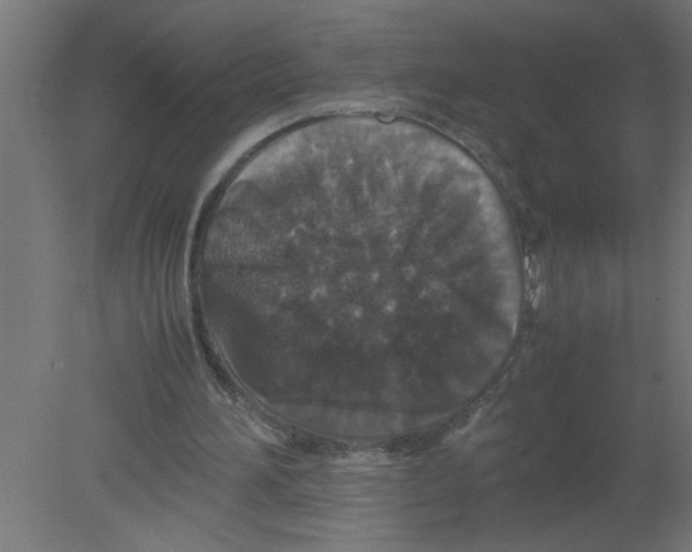 X0000080810196200701122250