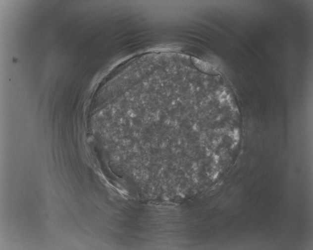 X0000080810337200701122246