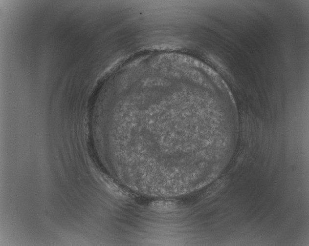 X0000080810354200701122247