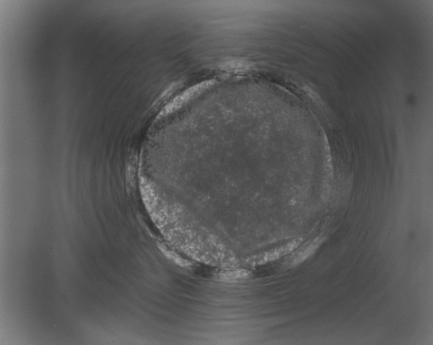 X0000080810576200701122244