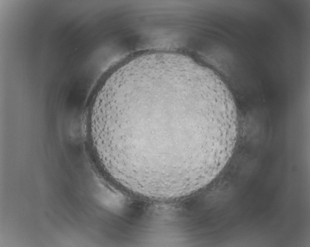 X0000080810632200701122242