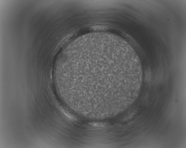 X0000080810733200701122240