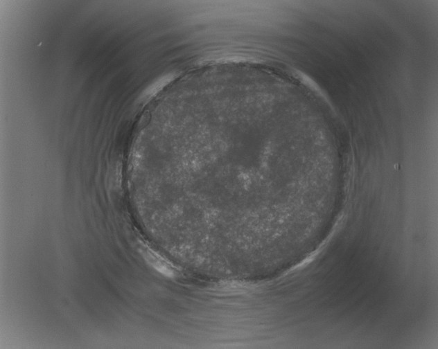 X0000080810777200701122240