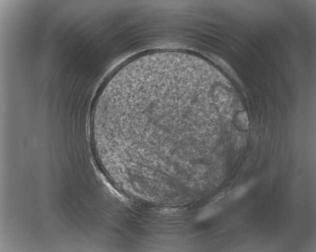 X0000080810839200701122239