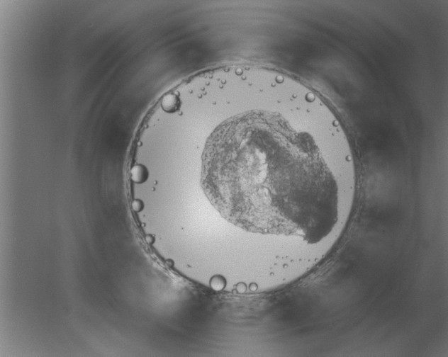 X0000080810856200701122239