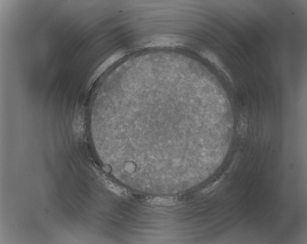 X0000080810874200701122238