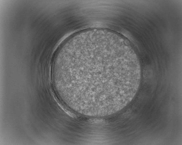 X0000080810886200701122238