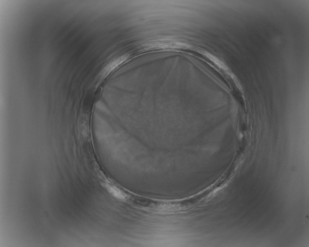 X0000080810889200701122238