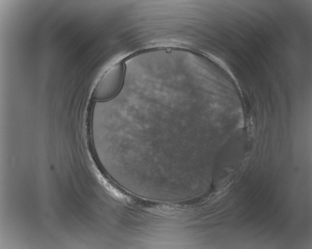 X0000080810995200701122236