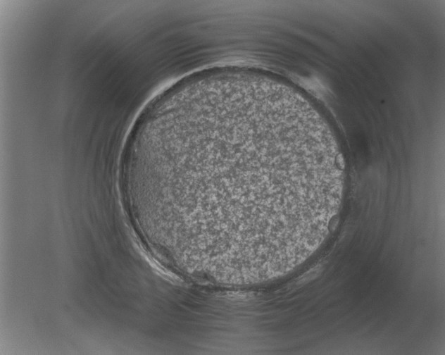 X0000080811029200701122235